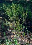 Camelina sylvestris