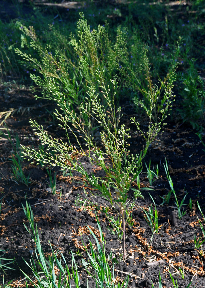 Изображение особи Camelina sylvestris.