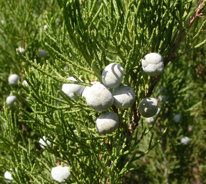 Image of Juniperus sabina specimen.
