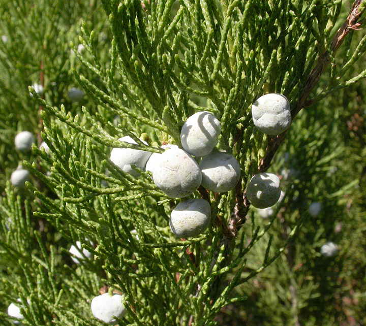 Изображение особи Juniperus sabina.