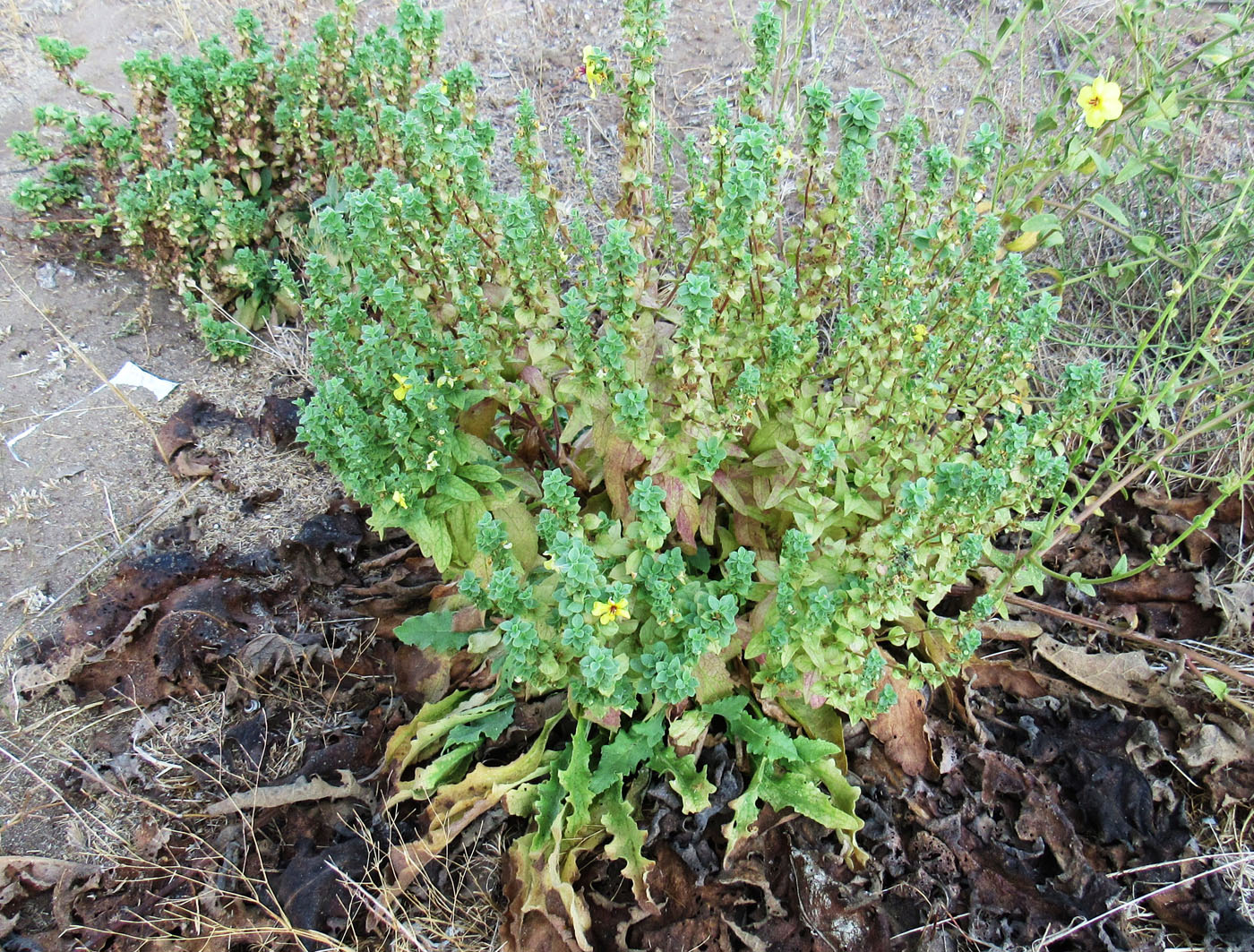 Image of genus Verbascum specimen.