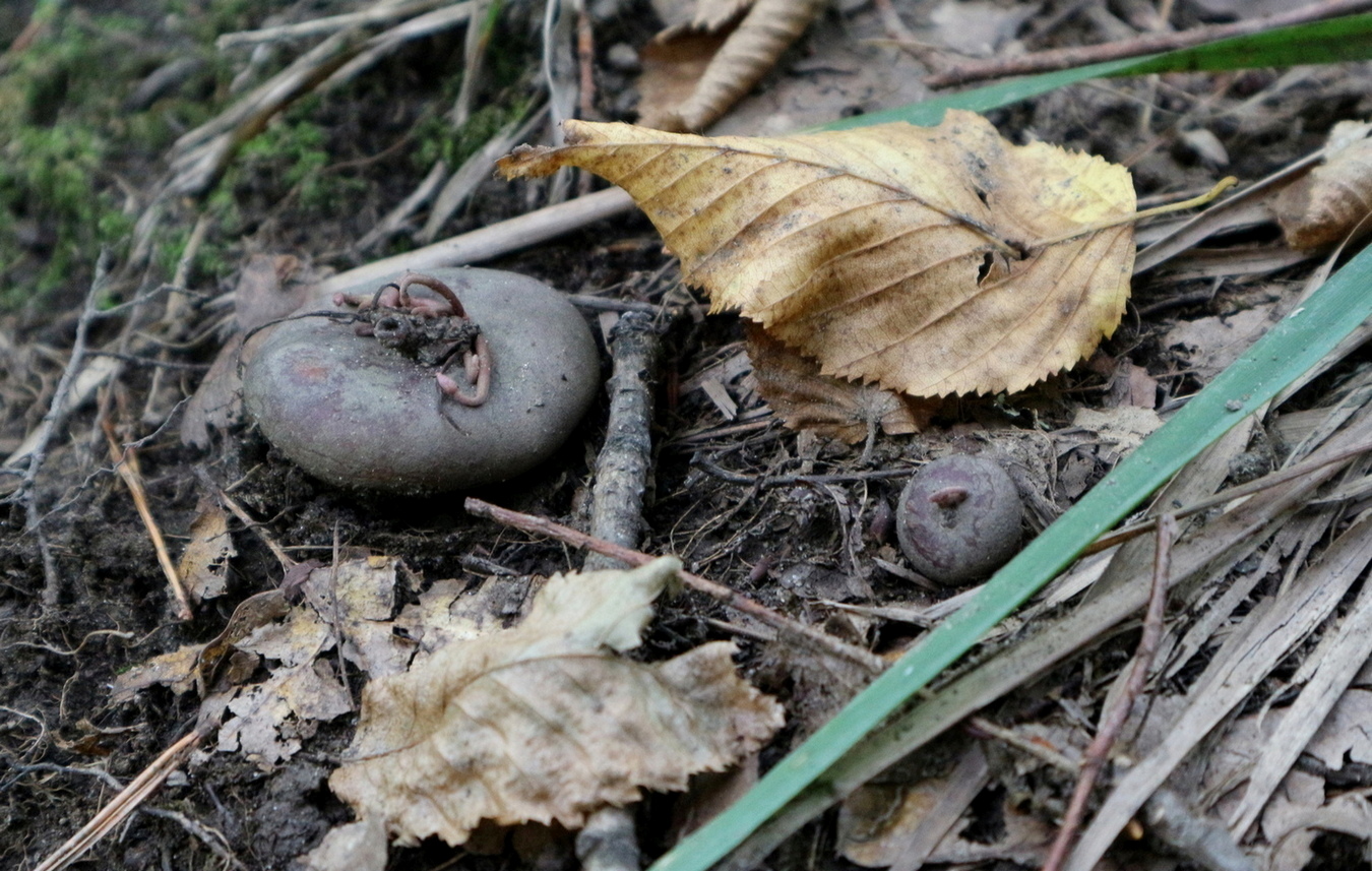 Image of Cyclamen coum specimen.