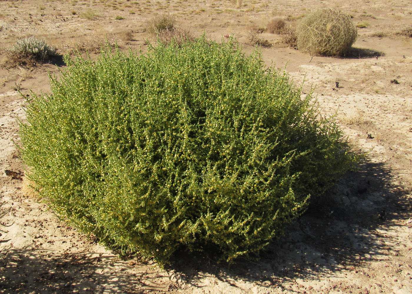 Image of Salsola tragus specimen.