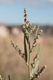 Atriplex oblongifolia