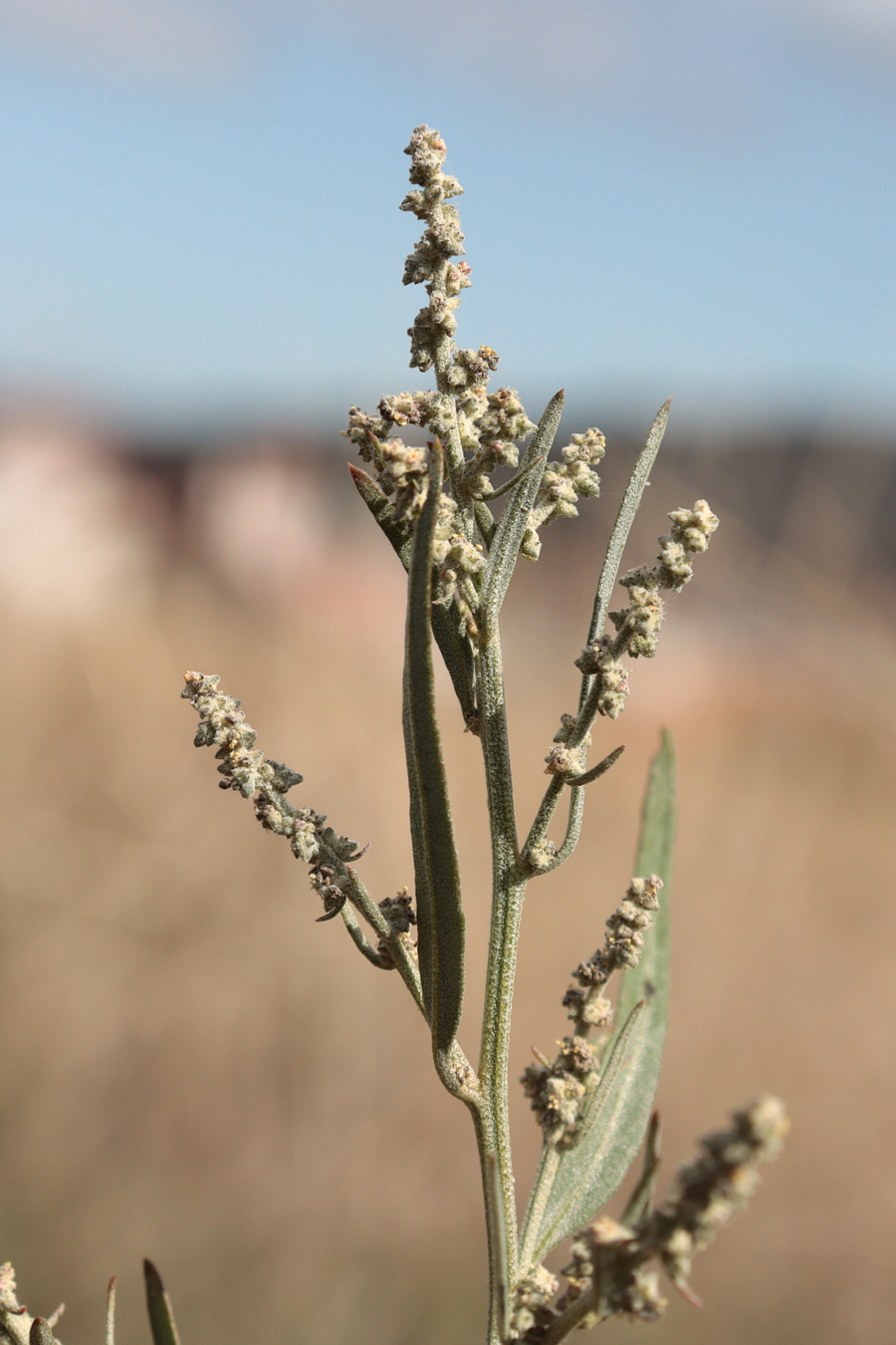 Image of Atriplex oblongifolia specimen.