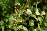 Smilax excelsa