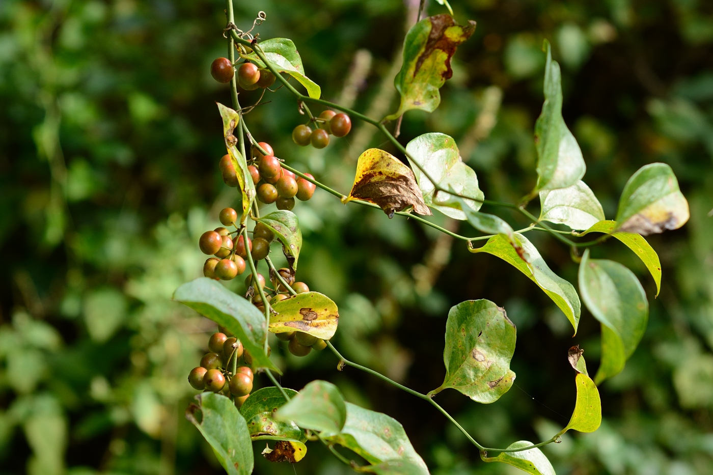 Изображение особи Smilax excelsa.