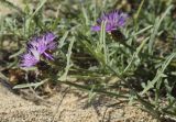 Centaurea aspera. Верхушка веточки с соцветием. Испания, автономное сообщество Каталония, провинция Жирона, комарка Баш Эмпорда, муниципалитет Паламос, пляж. 24.10.2021.