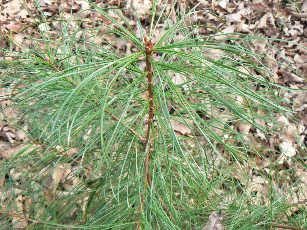 Изображение особи Pinus koraiensis.