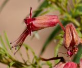 Erythrophysa transvaalensis