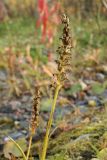 Gymnadenia conopsea. Верхушки побегов с соплодием. Мурманская обл., г. Кировск, окр. заброшенного ж.-д. вокзала, молодой мелколиственный лесок на месте снятых ж.-д. путей. 16.09.2021.