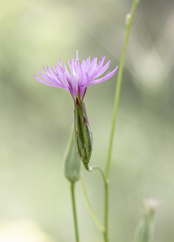 Изображение особи Crupina vulgaris.