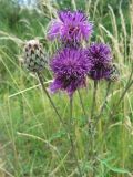 Centaurea scabiosa. Верхушка цветущего растения. Беларусь, г. Минск, экологическая тропа \"Цна\", обочина грунтовой дороги. 07.07.2021.