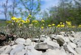 Helianthemum canum. Цветущее растение. Краснодарский край, м/о г. Новороссийск, окр. села Васильевка, поляна в посадках сосны, на каменной россыпи. 26.04.2020.