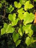 Vitis vulpina. Плодоносящее растение. США, штат Мериленд, Роквилл, заросли кустарников у обочины дороги. 18 сентября 2007 г.