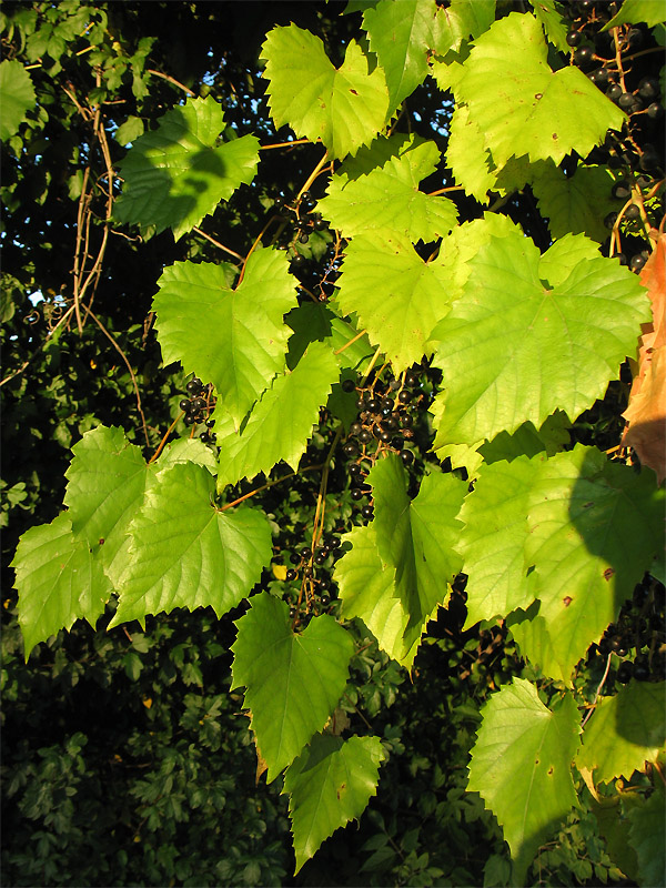 Изображение особи Vitis vulpina.