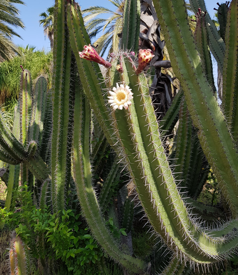 Изображение особи род Cereus.