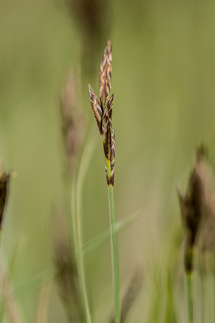 Изображение особи Carex praecox.