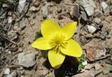 Anemone gortschakowii