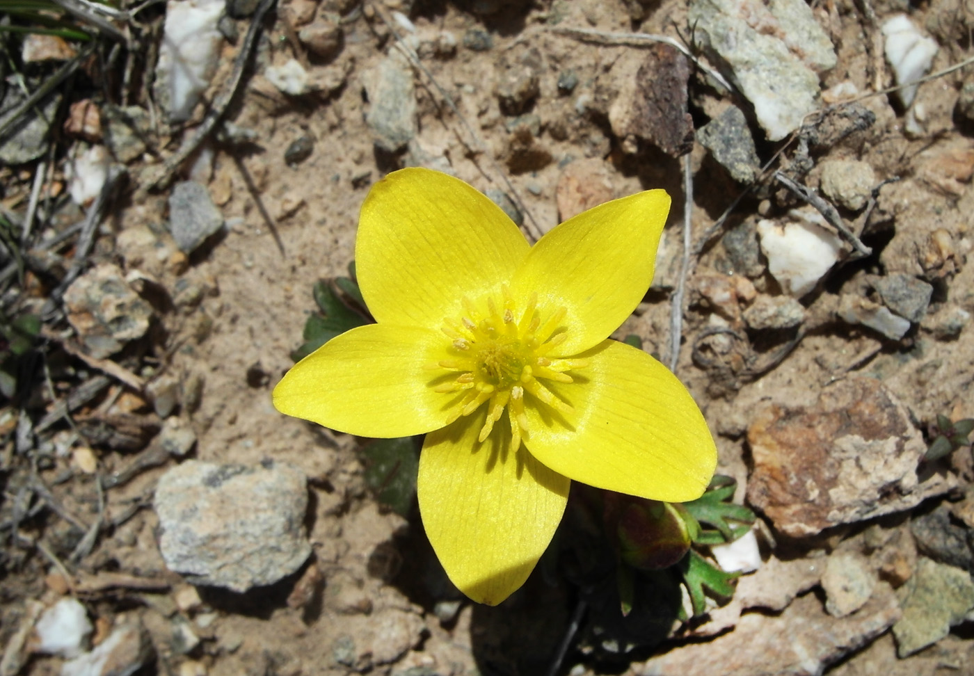 Image of Anemone gortschakowii specimen.