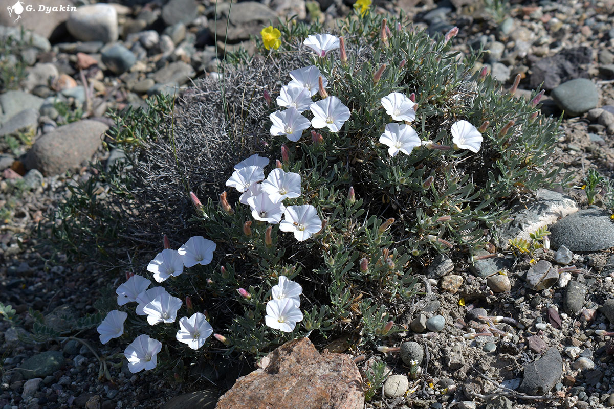 Image of Convolvulus tragacanthoides specimen.