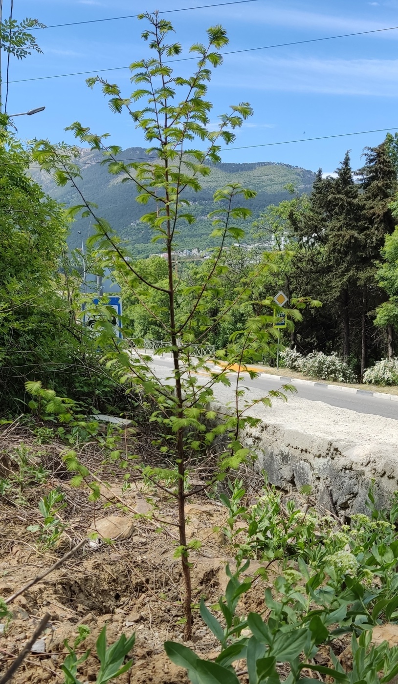 Image of Metasequoia glyptostroboides specimen.