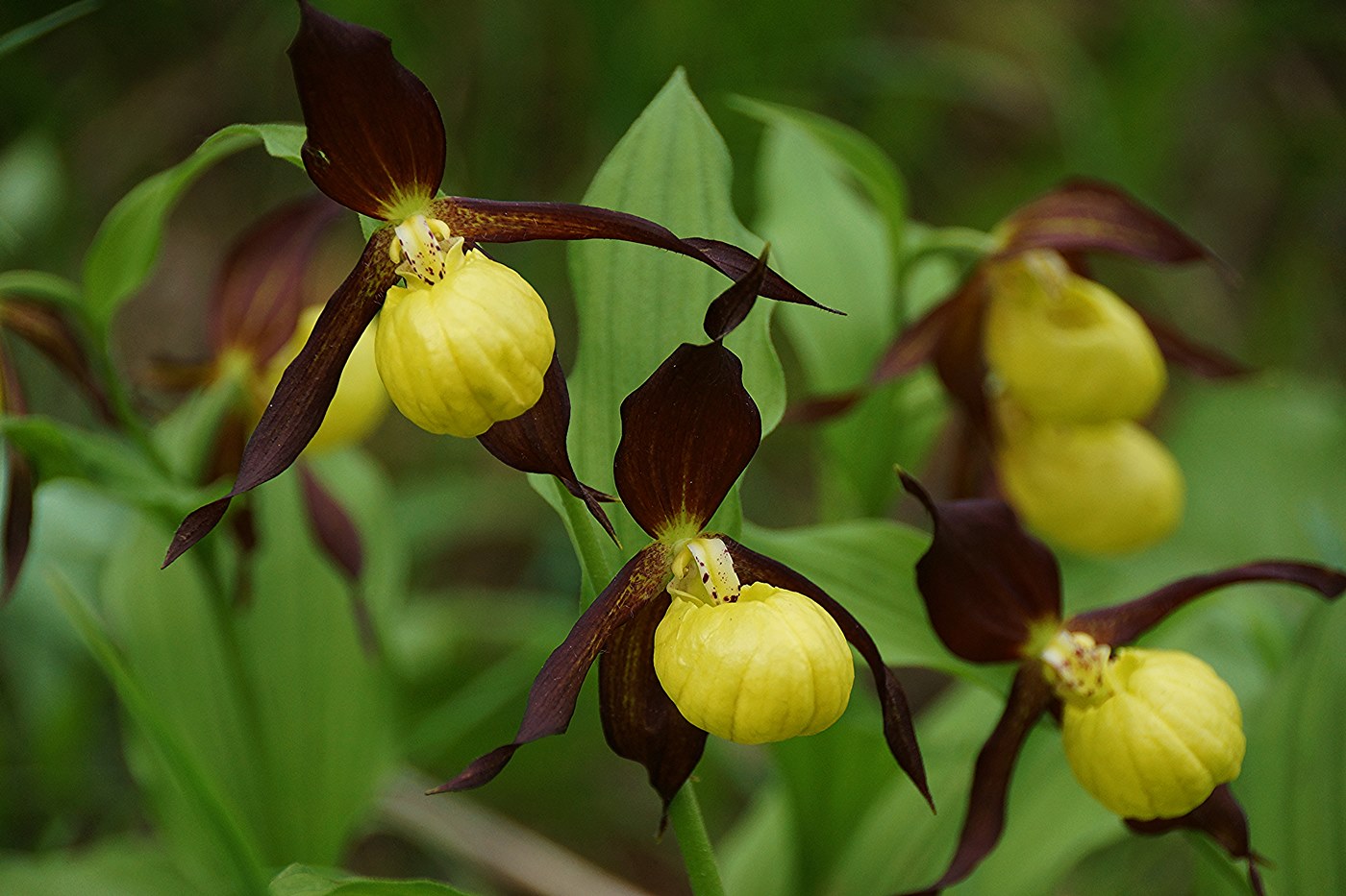 Image of Cypripedium calceolus specimen.