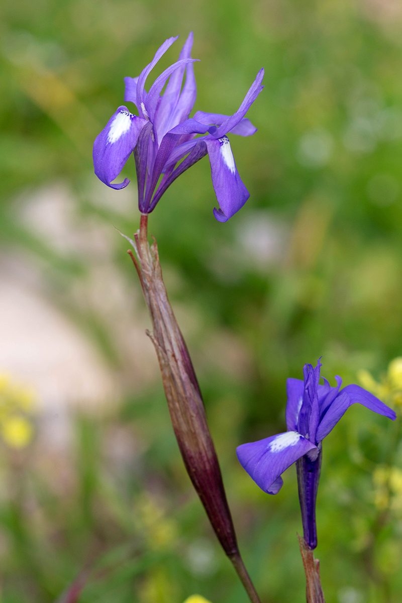 Изображение особи Moraea sisyrinchium.