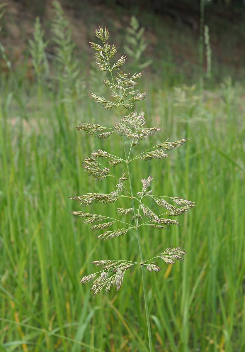 Изображение особи Calamagrostis epigeios.