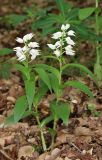 Cephalanthera longifolia