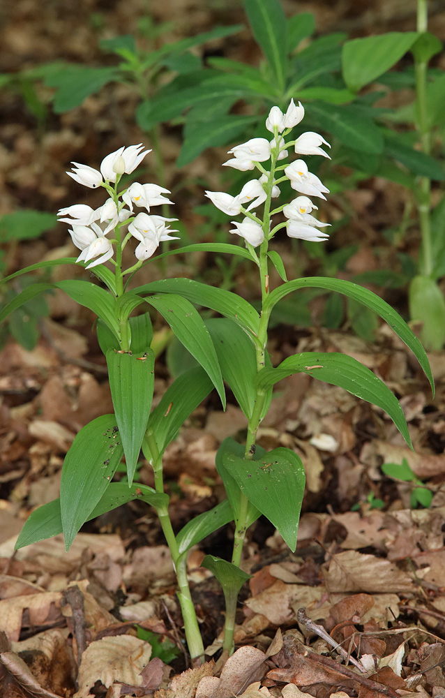 Image of Cephalanthera longifolia specimen.