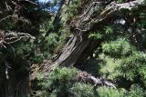 Juniperus oblonga. Нижняя часть ствола. Республика Ингушетия, Джейрахский р-н, окр. храма Тхаба-Ерды со стороны реки Гулойхи, остепненный луг лесного пояса. 20 июня 2022 г.
