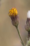 Crepis rhoeadifolia