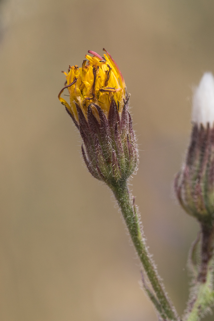 Изображение особи Crepis rhoeadifolia.