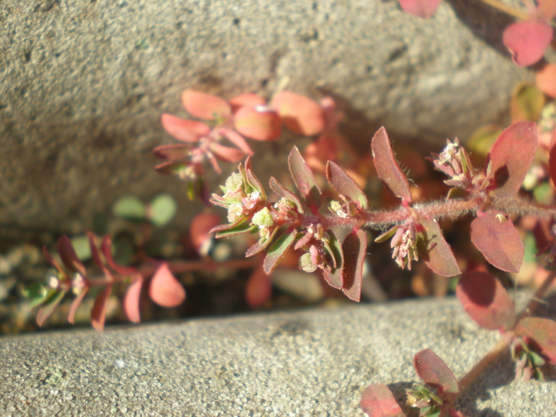 Image of Euphorbia maculata specimen.