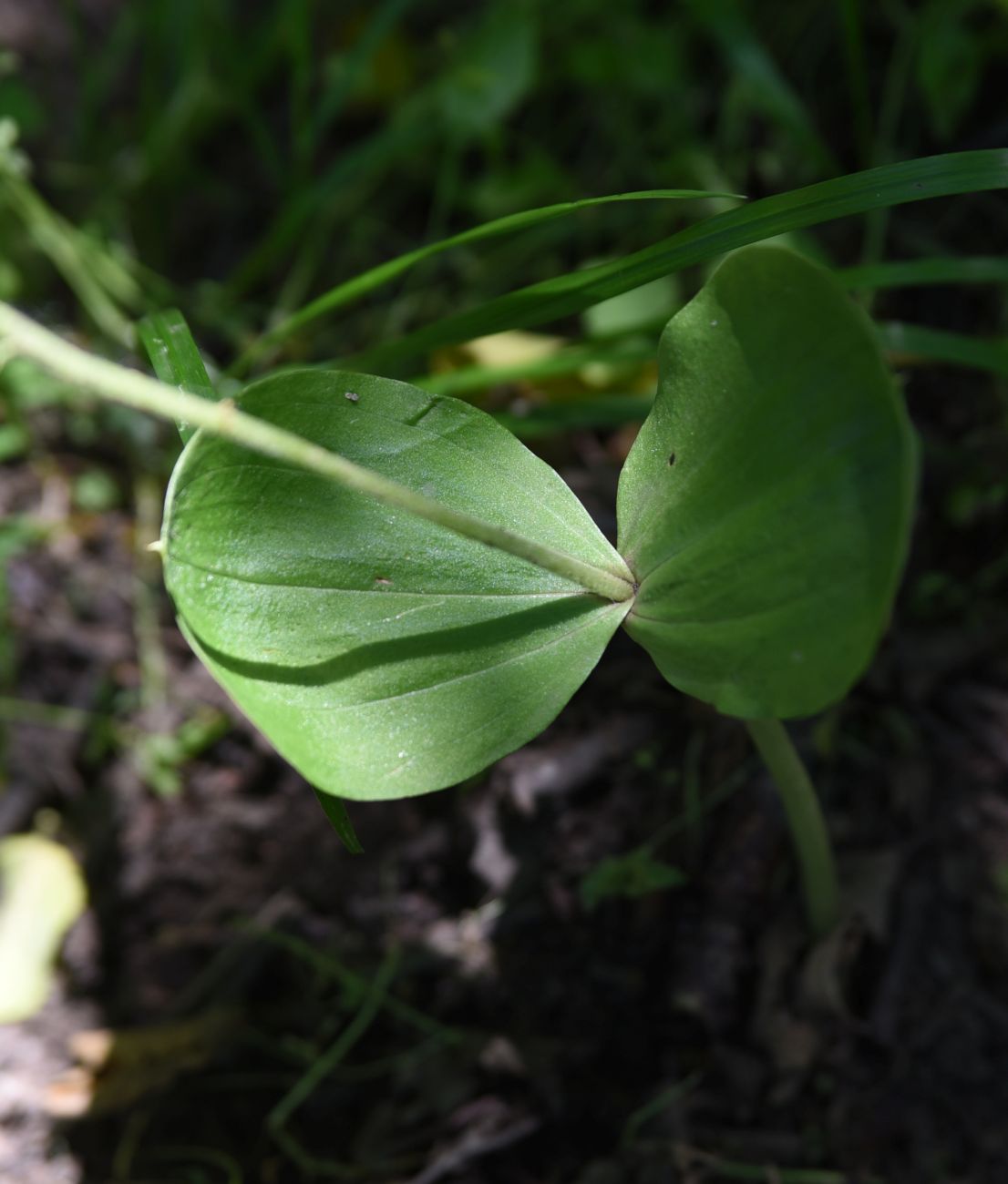 Image of Listera ovata specimen.