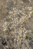 Senecio cineraria