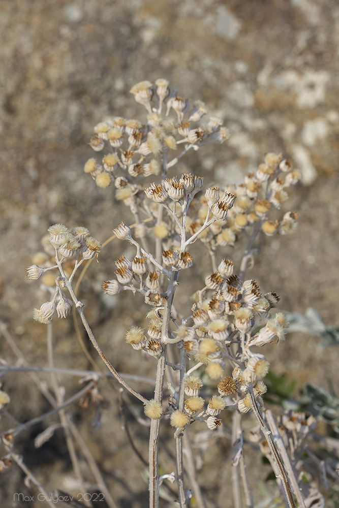 Изображение особи Senecio cineraria.