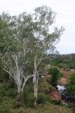 genus Eucalyptus. Вегетирующие растения. Австралия, штат Северная Территория, национальный парк \"Judbarra\". 12.12.2010.
