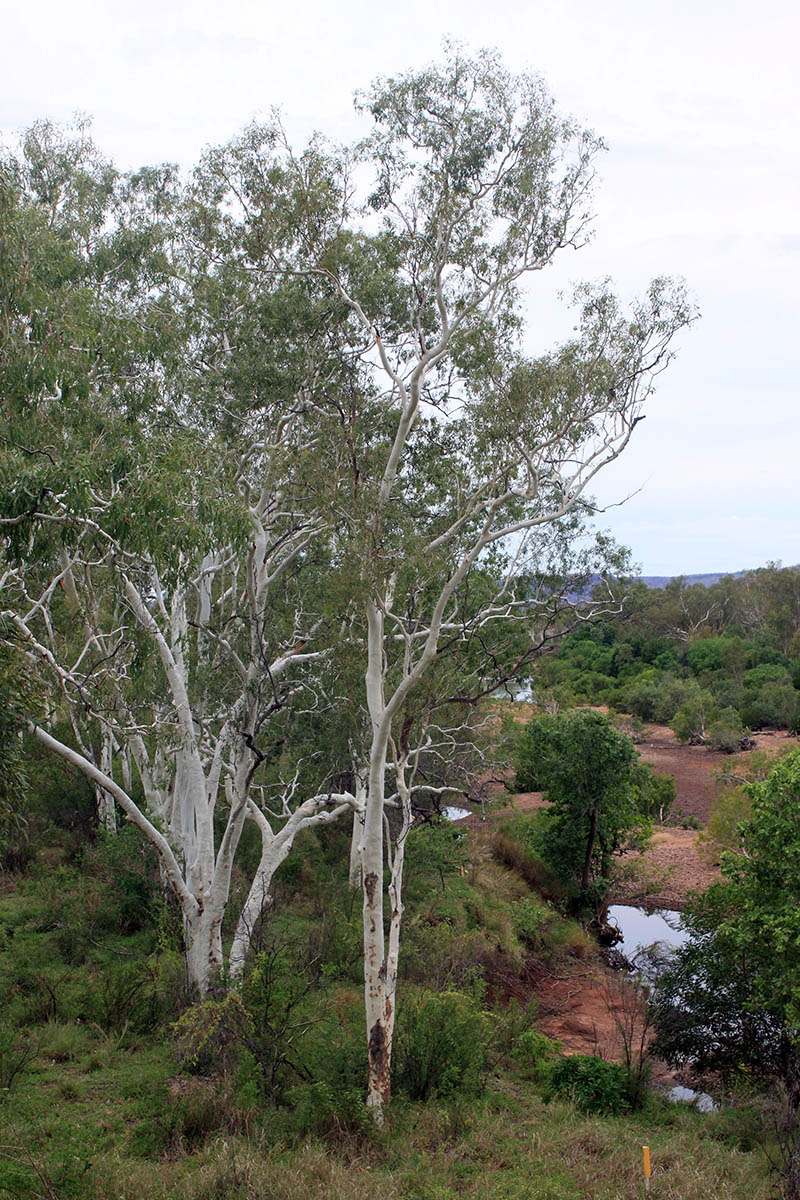 Image of genus Eucalyptus specimen.