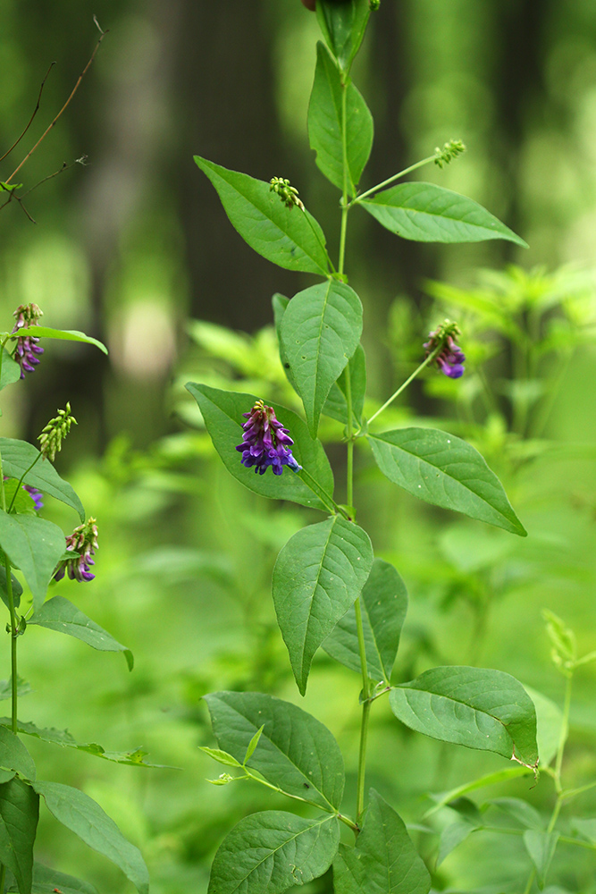 Image of Vicia unijuga specimen.