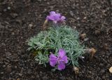 Dianthus repens. Цветущее и плодоносящее растение на травертиновом щите. Камчатский край, Елизовский р-н, природный парк \"Вулканы Камчатки\", кордон Центральный, термальная площадка \"Котёл\". 21.08.2022.