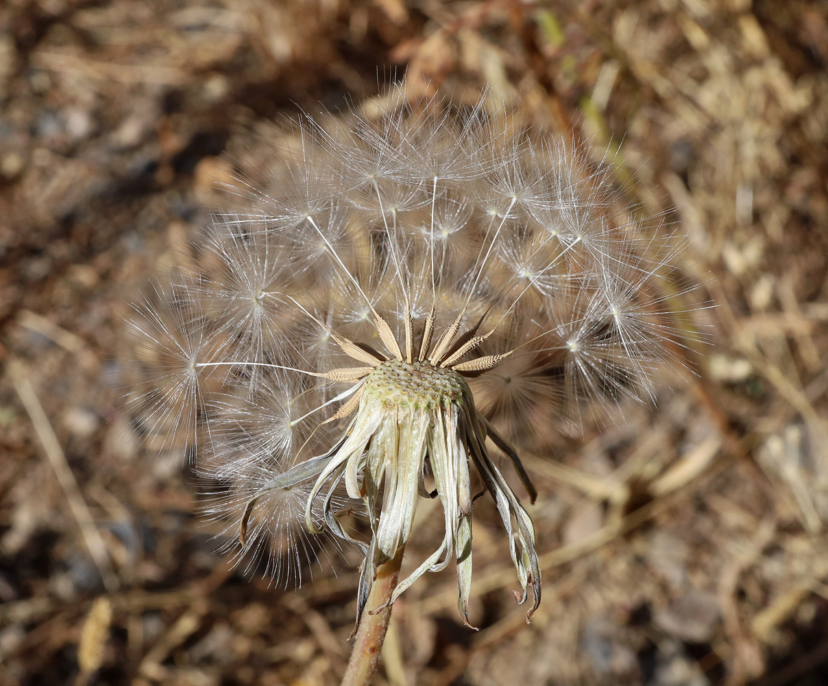 Image of Taraxacum turcomanicum specimen.