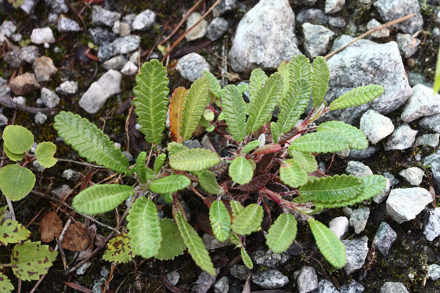 Image of genus Dryas specimen.