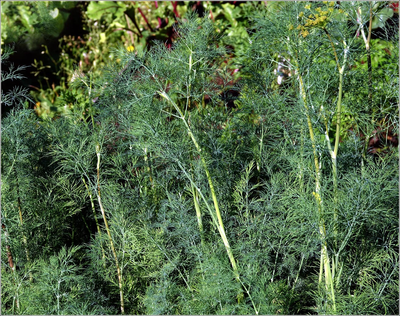 Изображение особи Anethum graveolens.