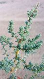 Halogeton glomeratus
