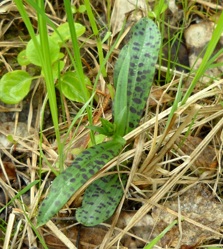 Изображение особи Dactylorhiza fuchsii.