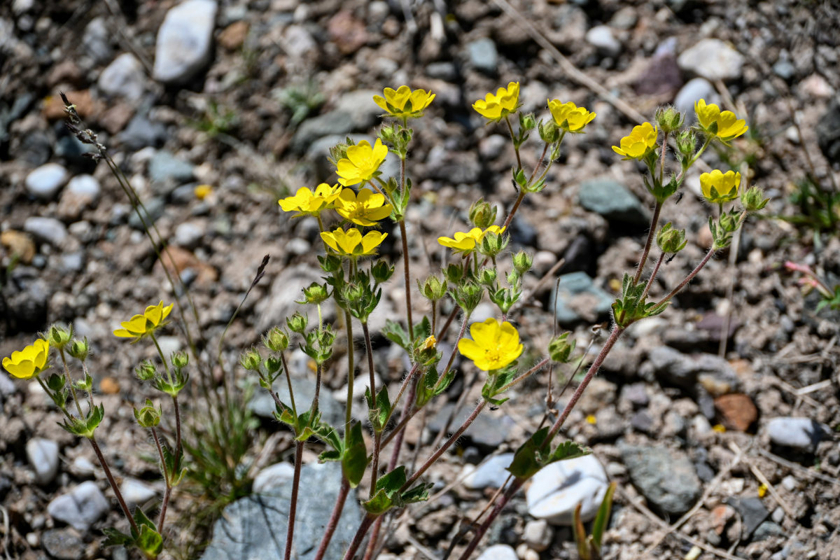 Изображение особи Potentilla nivea.