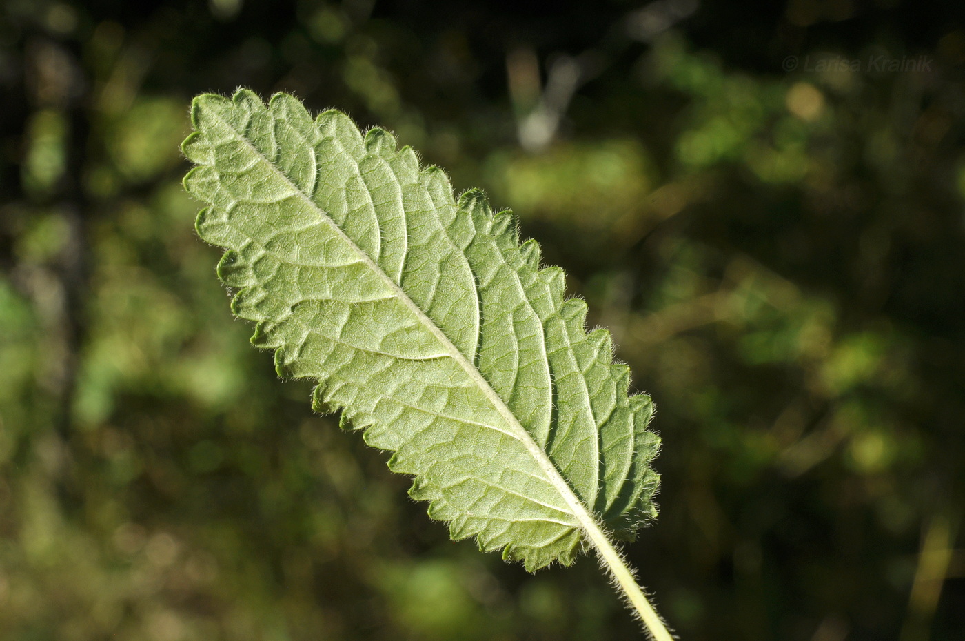 Изображение особи Betonica officinalis.