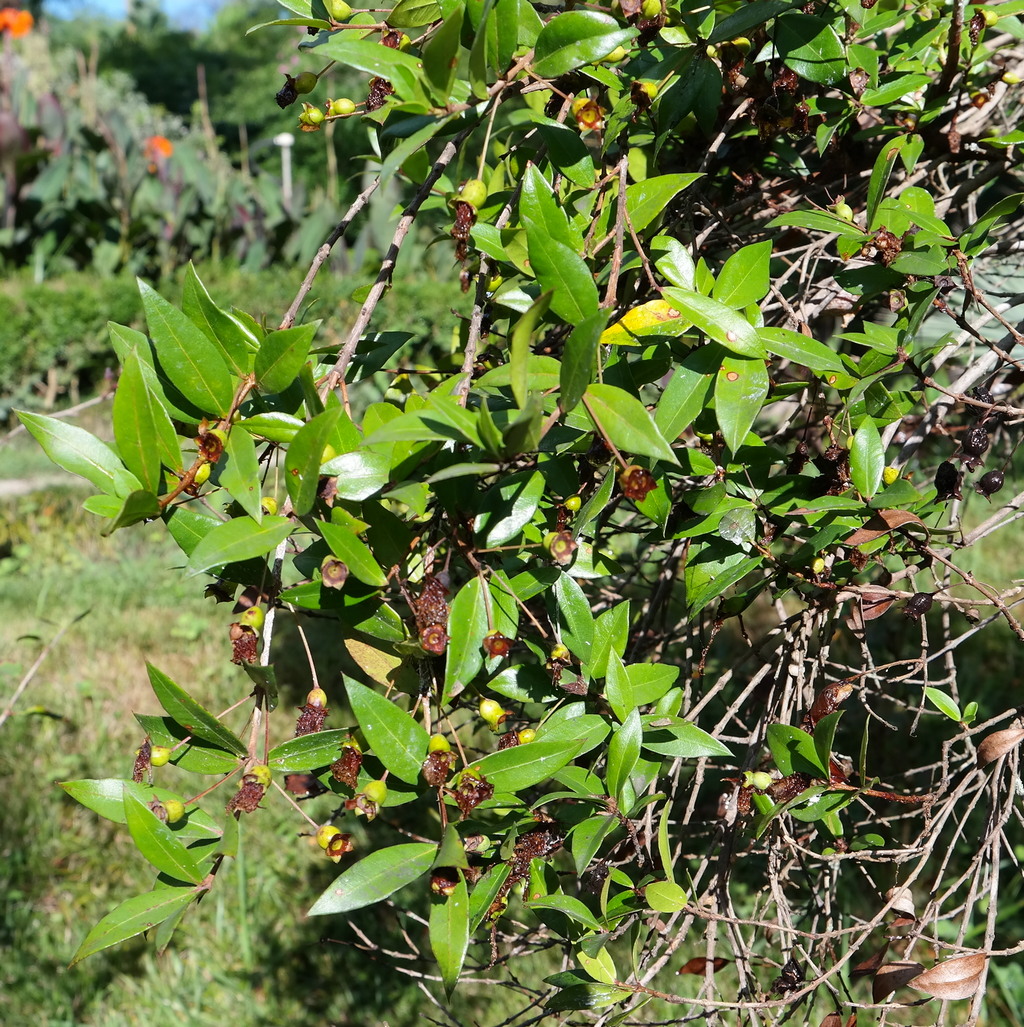 Image of Myrtus communis specimen.